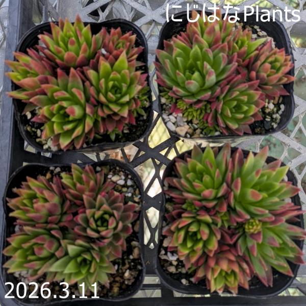 ジョビバルバ ’アルプス サンセット’