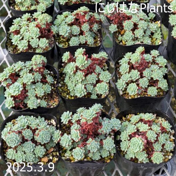 ロディオラ パキクラドス（ローズセダム） : にじはなPlants - 通販