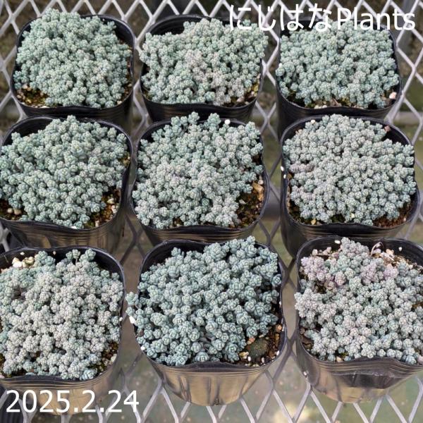 nijihanaplants_sed-010