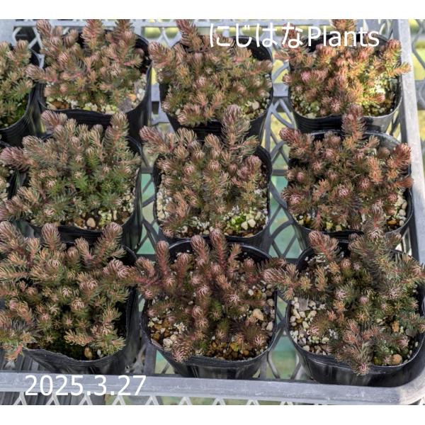 セダム チョコレートボール : にじはなPlants - 通販 - Yahoo!ショッピング