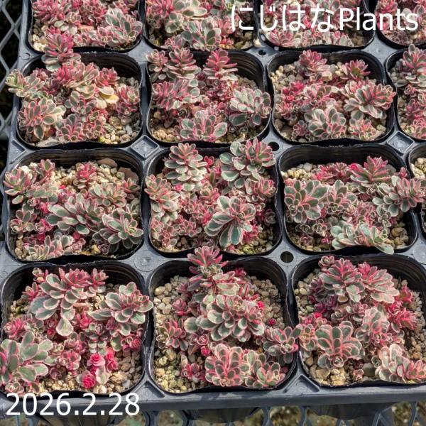 フェディムス スプリウス 'トリカラー'