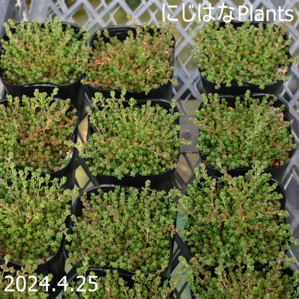 セダム アルブム ファロ フォーム Buyee Buyee Japanese Proxy Service Buy From Japan Bot Online