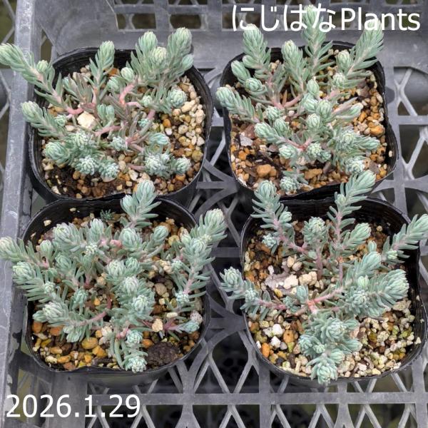 ルペストレ（レフレクサム）の選抜品種でコンパクトに生育します。灰緑色の針状の葉が上向きに付き、夏に茎を伸ばし黄色の花を咲かせます。冬の間の紅葉も美しいです。セダムの中でもかなり丈夫な品種です。冬の間は密な固い葉ですが、夏に茎が伸び花が咲きま...