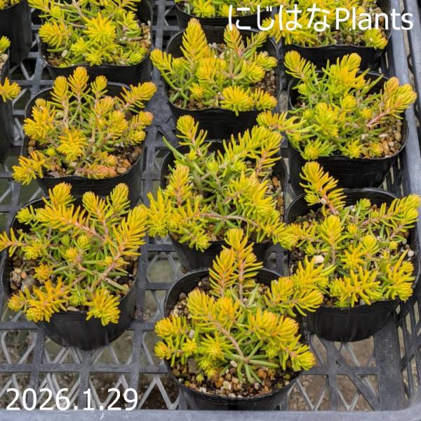 ルペストレ（レフレクサム）の黄色葉が美しい品種です。針状の葉が上向きに付き、やや這って生育します。冬の紅葉やしっかり日に当たると葉先がオレンジになります。見た目よりもかなり丈夫な品種です。寒さにも強いので地植えも良いです。ペトロセダム ルペ...