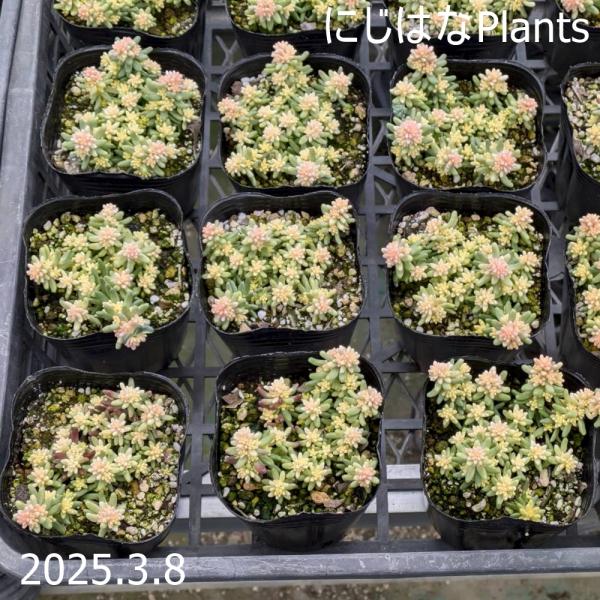 セダム アルブム 'スプレンドレ' : にじはなPlants - 通販 - Yahoo