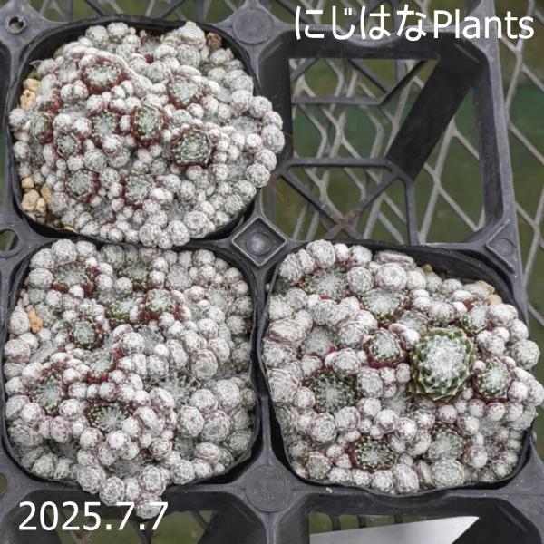 センペルビブム アラクノイディウム ブリオイデス : にじはなPlants