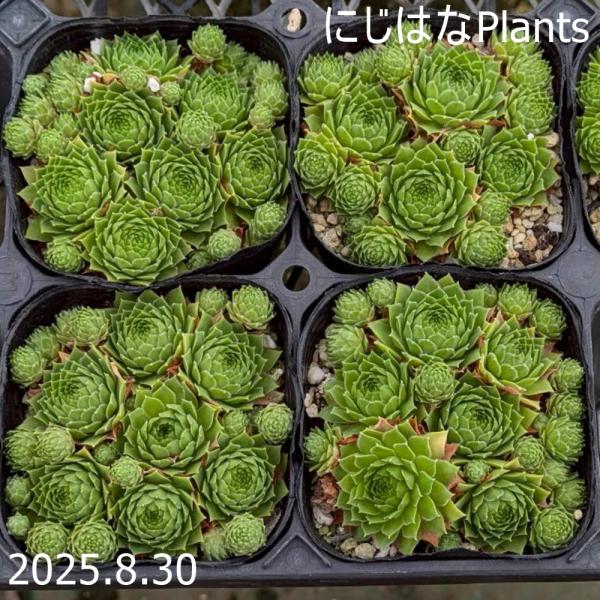 センペルビブム 'デューク オブ ウインザー' : にじはなPlants - 通販