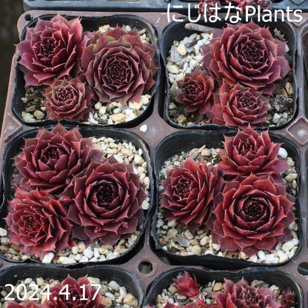 センペルビウム　ジュエルケース センペルビウム ジュエルケース