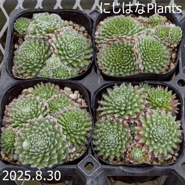 nijihanaplants_semp-063