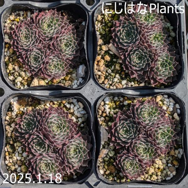 センペルビブム 'パシフィック レッドタイド' : にじはなPlants - 通販