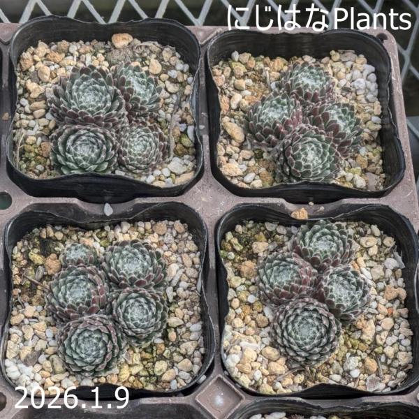 センペルビブム 'ブラボー' : にじはなPlants - 通販 - Yahoo!ショッピング