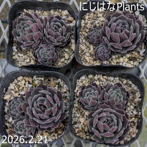 nijihanaplants_semp-077