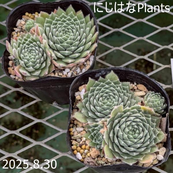 センペルビブム 'パシフィック スプリングフロスト' : にじはなPlants