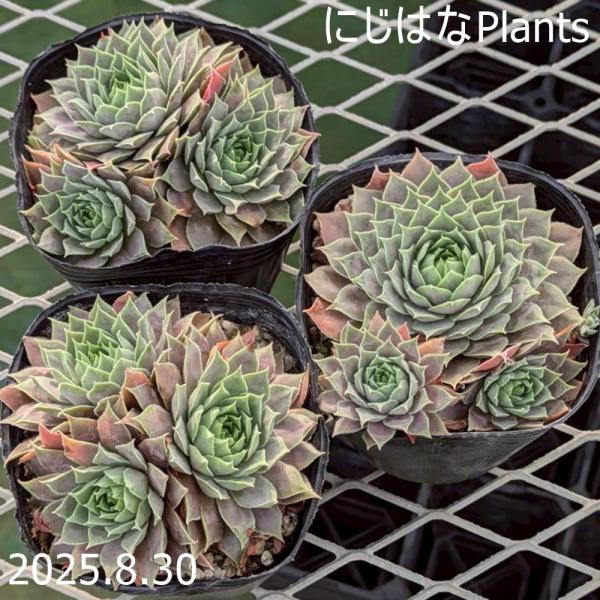 センペルビブム 'キップ' : にじはなPlants - 通販 - Yahoo!ショッピング