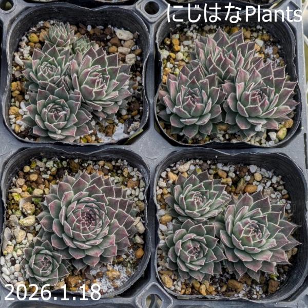 センペルビブム 'グリニッジタイム'