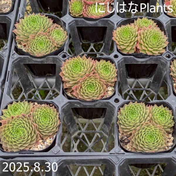 nijihanaplants_semp-135