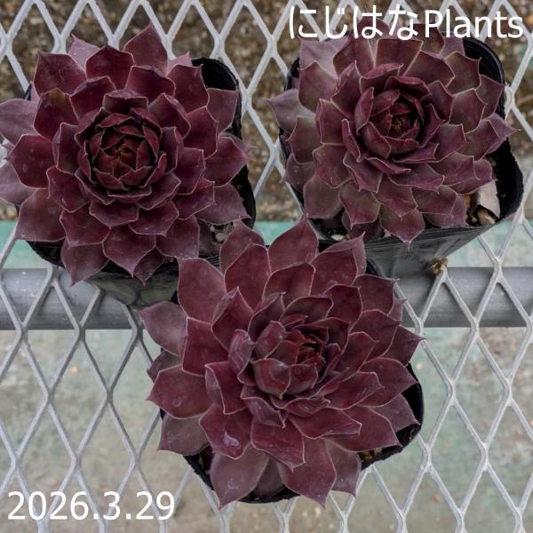 センペルビブム 'マーマレード' 9cmポット : にじはなPlants - 通販