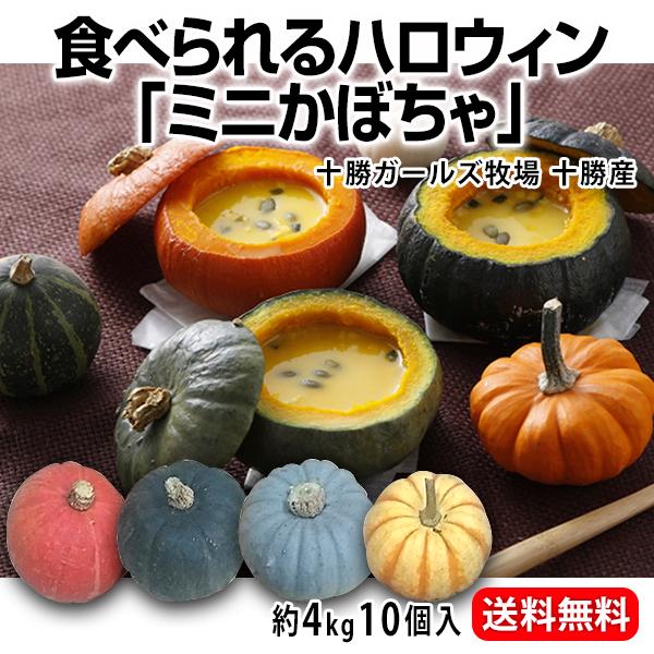 食べられるハロウィン ミニかぼちゃ 十勝ガールズ農場プッチーニ 十勝産 坊ちゃんかぼちゃ 十勝産 Garls 03 泉果通販 通販 Yahoo ショッピング