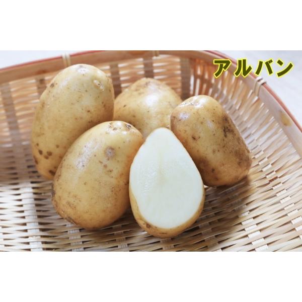 皮は淡黄、肉色は極淡黄肉色で、しっとりとした食感です。形は、長楕円形で、ジャガイモシストセンチュウに強いです。