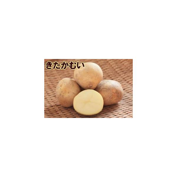 「イエローシャーク」×「とうや」の交配から育成され、２０１０年(平成２２年)に登録された品種です。