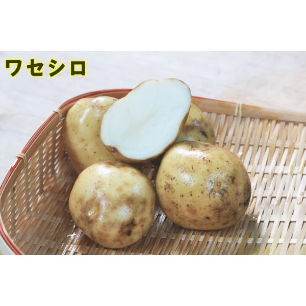 ホクホクしてチップ用としても利用される早生品種。肥大速度は速いが、中心空洞は発生しにくい。