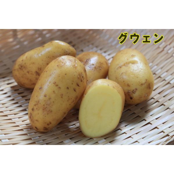 種ジャガイモ 種いも フレンチポテト グウェン の種じゃがいも 約５００ｇ入 春ジャガイモ用１２月上旬 ２月下旬発送 Buyee Buyee Japanese Proxy Service Buy From Japan Bot Online