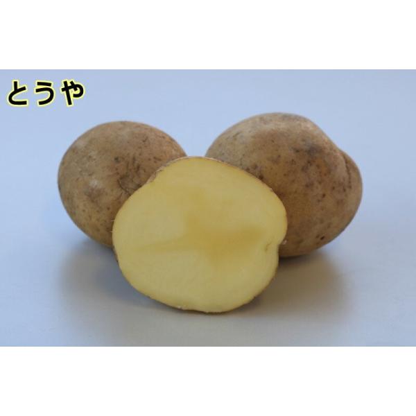 早期肥大に優れた大粒の品種。中心空洞や裂開が発生しやすいため、密植気味で栽培する。