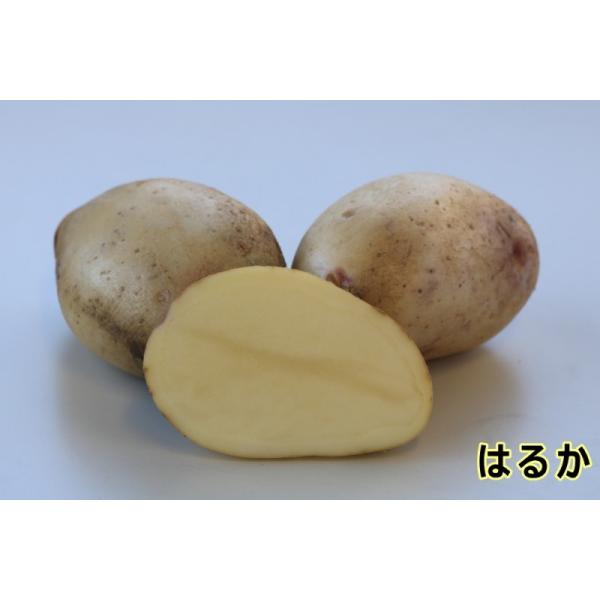 yWKCE킢zu͂邩v̎킶Ⴊ@TOOytWKCpPQ{`Q{zyi햼F͂邩_o^ԍF21532_COo