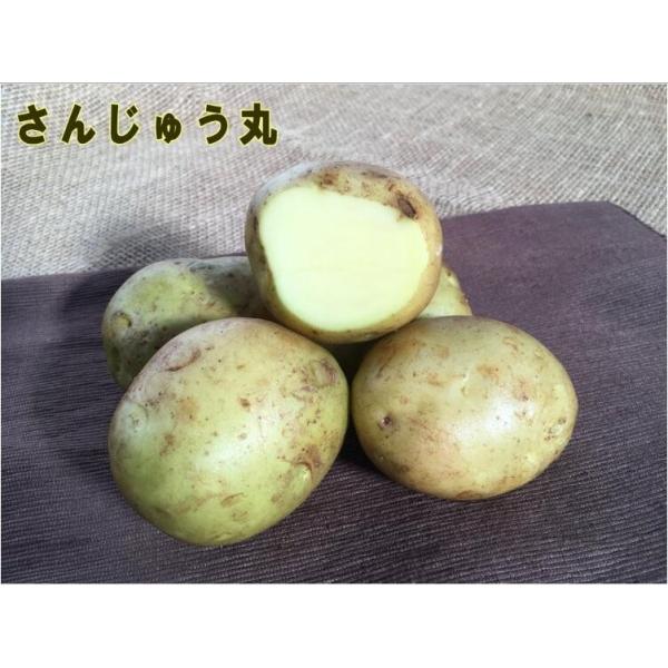 yWKCE킢zu񂶂イہv̎킶Ⴊ@500ytWKCpPQ{`Q{zyi햼F񂶂イ_o^ԍF21864_