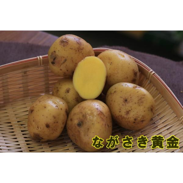 種ジャガイモ・種いも】「ながさき黄金（こがね）」の種じゃがいも 約