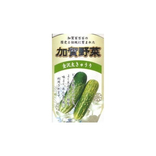 加賀野菜苗「金沢太きゅうりの苗」（加賀太きゅうり）9cmポット