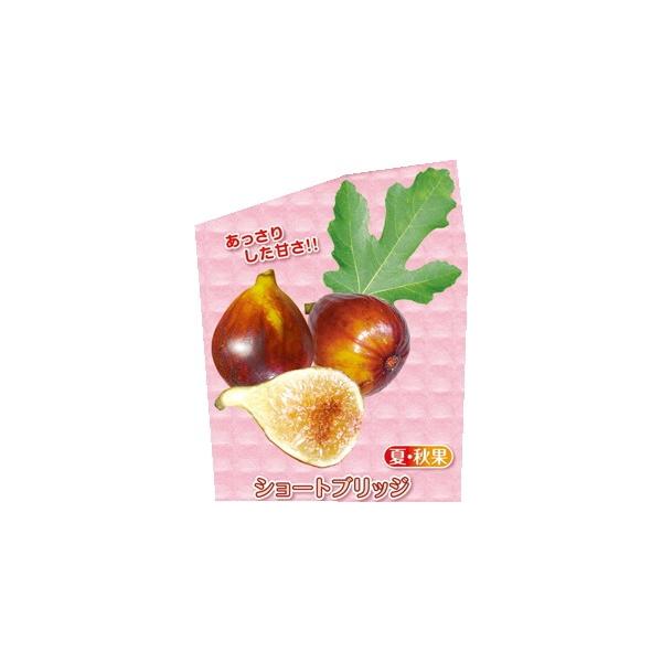 イチジク 苗 植木」の人気商品一覧 | 安い商品を通販サイトから探す