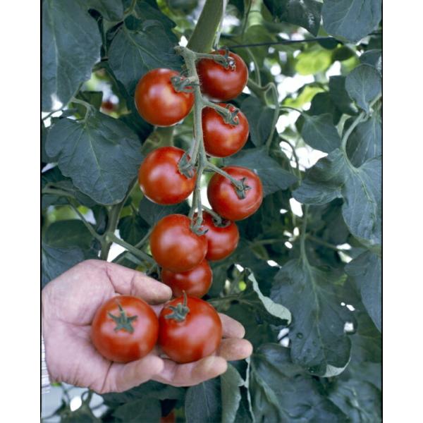 トマト師匠★ エムソン企画のトマト苗「坂本さんのフルーツトマト」9cmポット