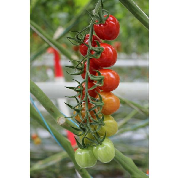 エムソン企画の高糖度薄皮ミニトマト苗「コンフェット」9cm