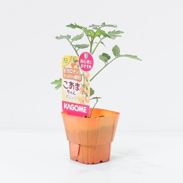 カゴメのミニトマト苗「こあまちゃんオレンジ 4本セット(肥料付)」9cm