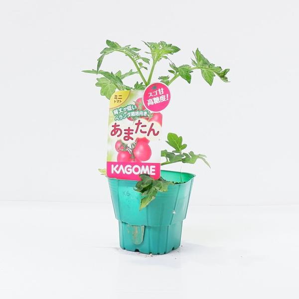 nikkoseed2012_pftm04061581