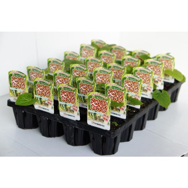 [Release date: November 18, 2019]もともとは「沢ワサビ」ですが、畑に植えると「畑ワサビ」や「葉ワサビ」としても使える画期的な水陸両用型のワサビです。 そして、じょうずに育てると、畑でも沢ワサビのように根を太く...