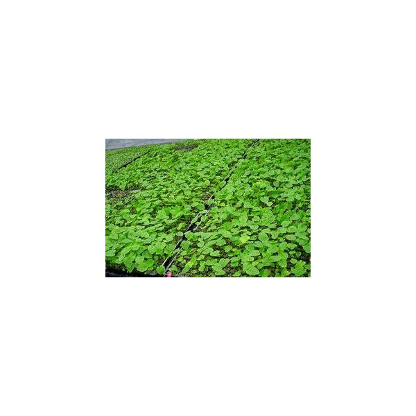 y\񏤕iES󒍐YizuZ킳уvOcv@yӁF󒍌2-3̔łBz