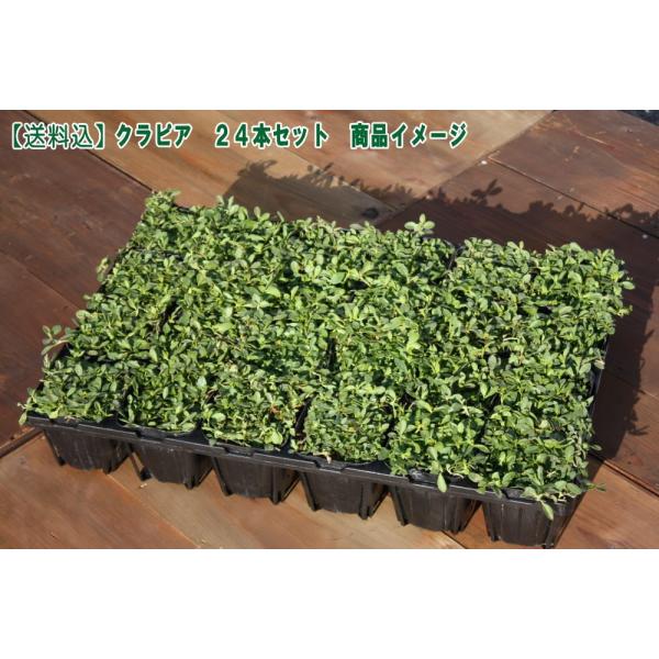 yԂ̃^lv[g(N)zyzC_\EǎuNsA jV(QS{Zbg)viԐFFj9cm|bgc@