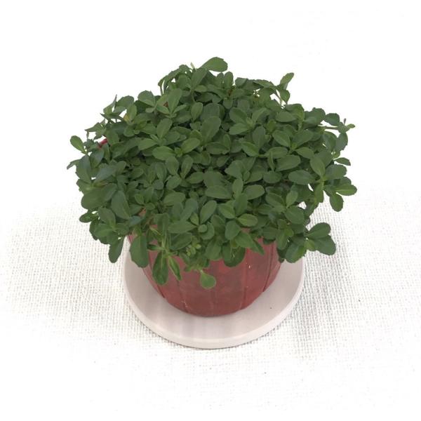 �C���_���\�E���ǎ�u�N���s�A K�R�v�i�ԐF�F�s���N�j�@�Xcm�|�b�g�c