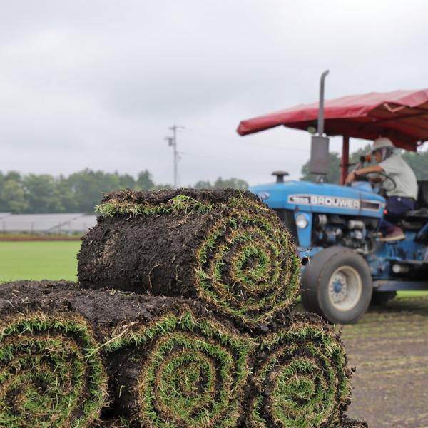 [Release date: March 25, 2020]バミューダグラスとアフリカンバミューダグラスとの交雑種（ハイブリッド）。繁殖力の強さや擦り切れに対する強さから競技場などのスポーツターフとして広く利用されるとともに、近年は園庭・校...