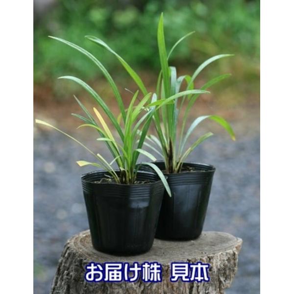 葉郡の高さは約40cm、株の最大幅50cm、葉の長さ45cm、葉の幅15〜28cm。花茎の長さは80〜100cm、花序の長さ35〜50cm。たいへんボリュームのある、見応えのする草種です。