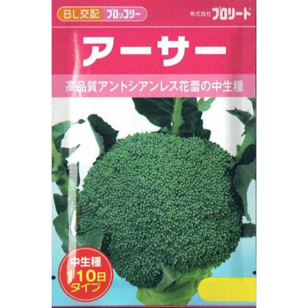 【 HUNTER STORE】ブロッコリーコート種子（深碧②アーサー②） ファイター[ブロッコリー] - e-種や｜国内最大級の野菜種・花種