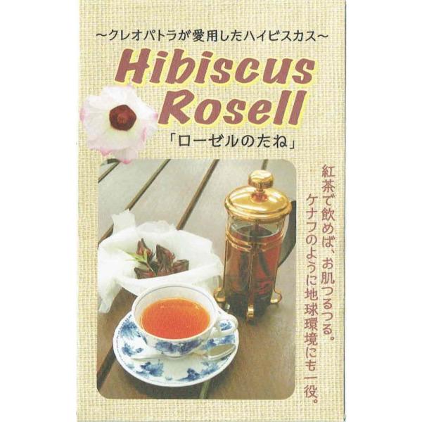 ハイビスカス 種の人気商品 通販 価格比較 価格 Com