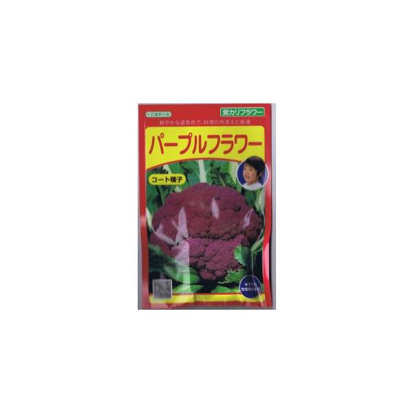 c@Jt[Ep[vt[@R[gq30@yXΉz