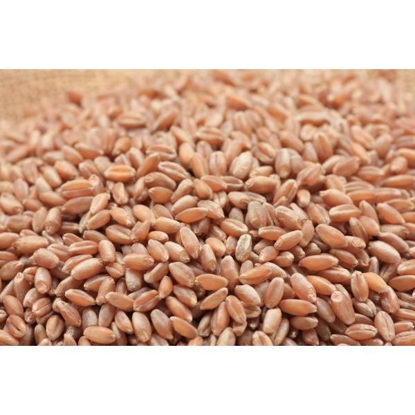 {^lZ^[@RM@nRC@1kgyz֑Ήz