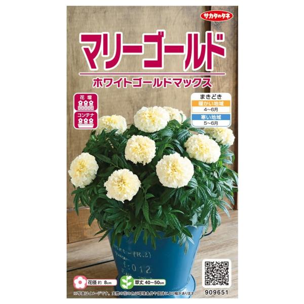 花径約8cmのアフリカン系大輪種。咲き始めは黄色みがかりますが、徐々に白く花も大きくなってきます。一般的にイメージがあるビタミンカラーとは違い、愛らしい花色です。マリーゴールドの種子,マリーゴールドのタネ,まりーごーるどの種子,まりーごーる...