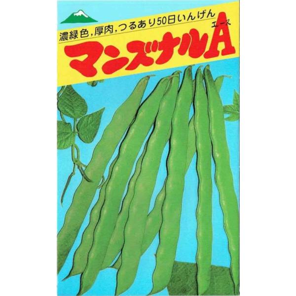 マンズナルいんげんの改良種で、播種後50日位で収穫できる濃緑色の肉厚な、つるありいんげんです。莢は長さ25cm、幅2.2cmの濃緑色で肉厚の超広幅種です。大莢になってもやわらかく、非常においしいすじなしいんげんです。莢は低節位から着き、長さ...