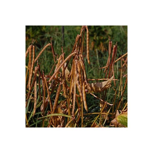 暑さや乾燥に強い。種子は小豆色、大きさはアズキより小さいが形はよく似ている。赤飯にして食べると美味。・鹿児島県で栽培されている在来種。・つるなしの矮性。・莢は細長く種子が10〜16個入っており、よく着莢し、暑さや乾燥に強く栽培しやすい。・冷...