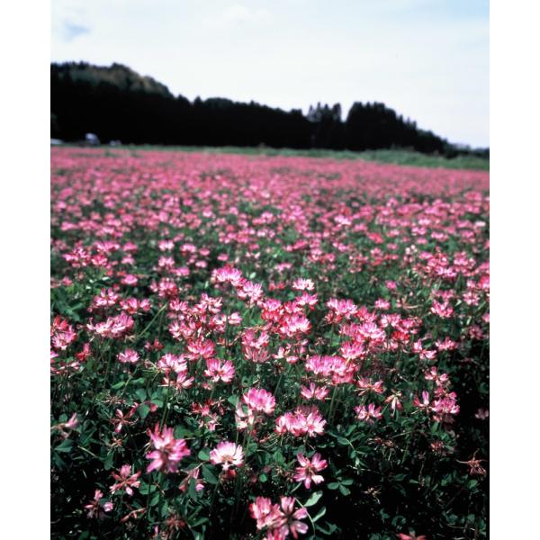 れんげ草のたね レンゲ種子 １0kg 緑肥の種